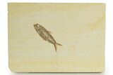Detailed Fossil Fish (Knightia) - Wyoming #320363-1